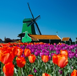 Study a PG program in the Netherlands