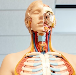 Physician Assistant anatomy module